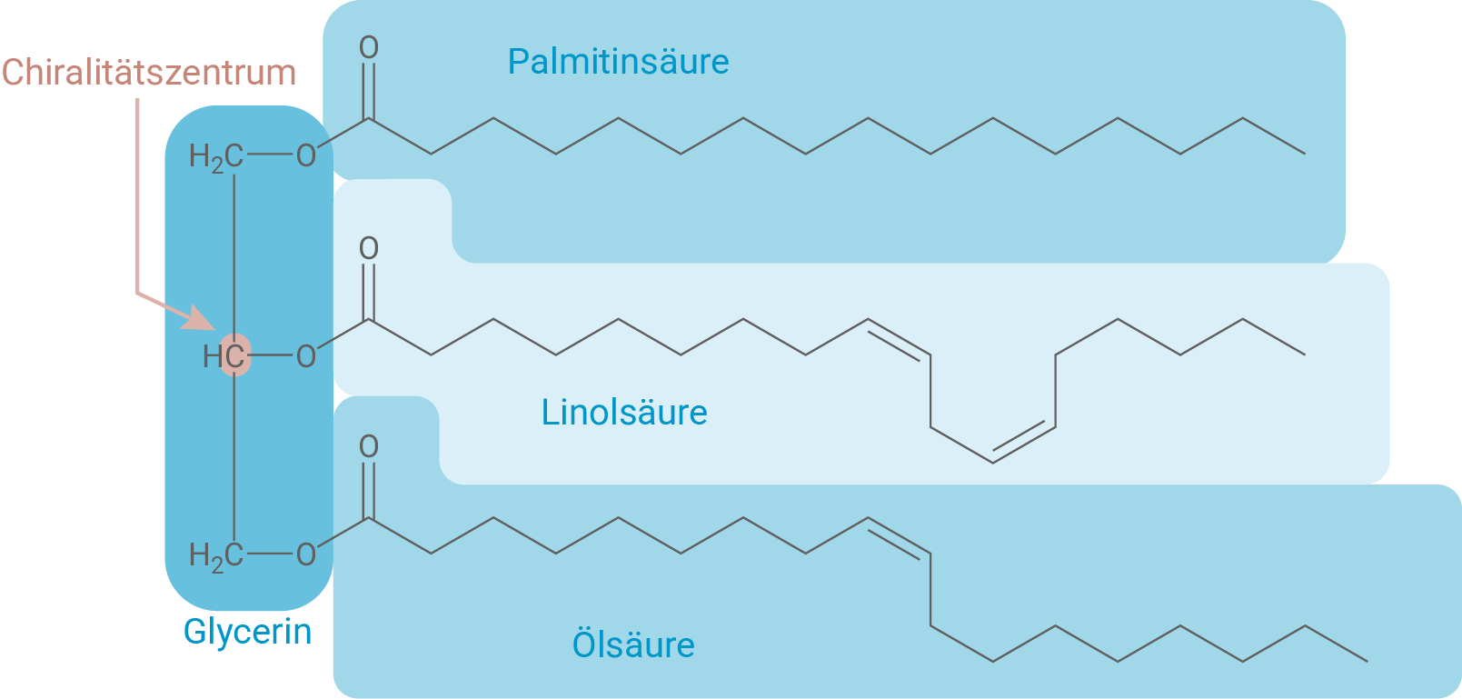 Diagramm mit Glycerin und Fettsäuren: Palmitinsäure, Linolsäure und Ölsäure, inklusive Chiralitätszentrum.